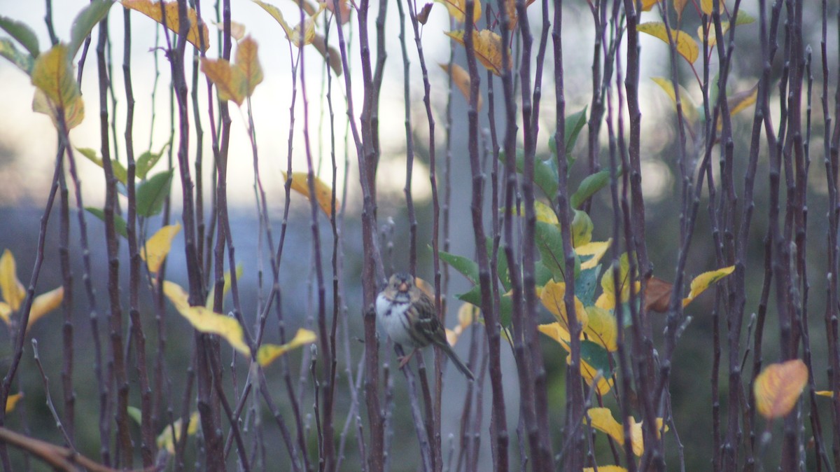 Harris's Sparrow - ML646909528