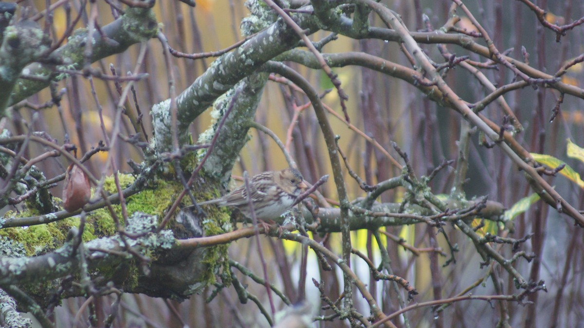 Harris's Sparrow - ML646909529
