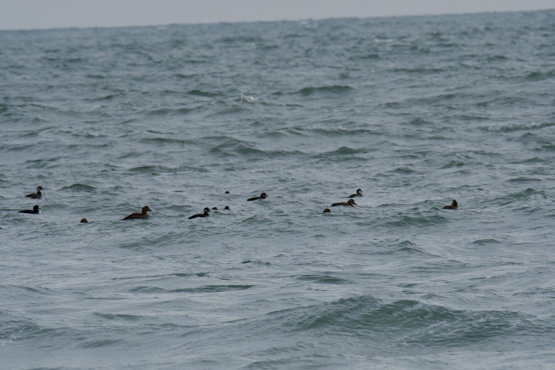 Eiderente - ML646909530