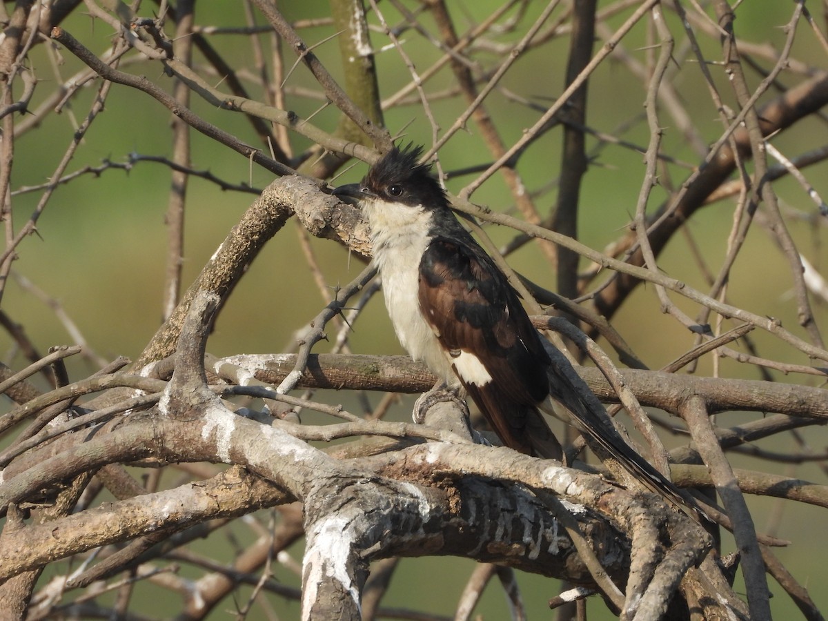 Pied Cuckoo - ML646909531