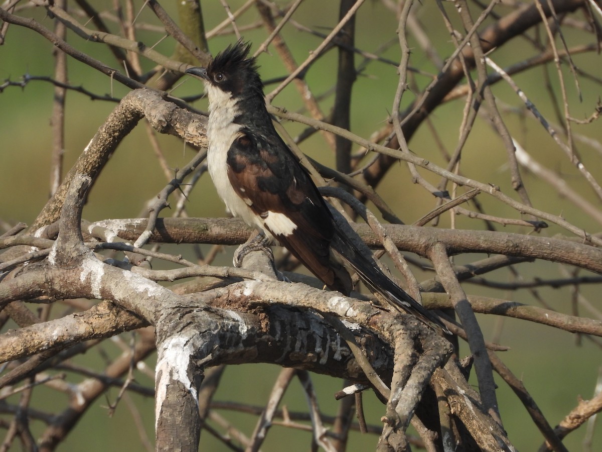 Pied Cuckoo - ML646909532