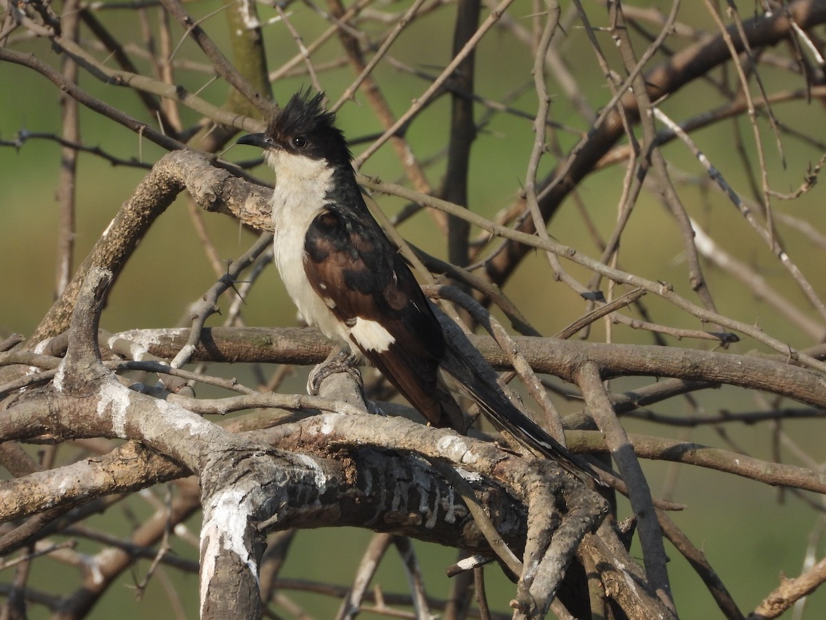 Pied Cuckoo - ML646909533