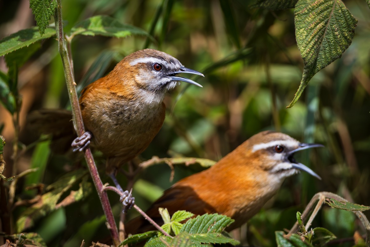 Mantaro Wren (undescribed form) - ALEXIS ALCANTARA  +51 975136161