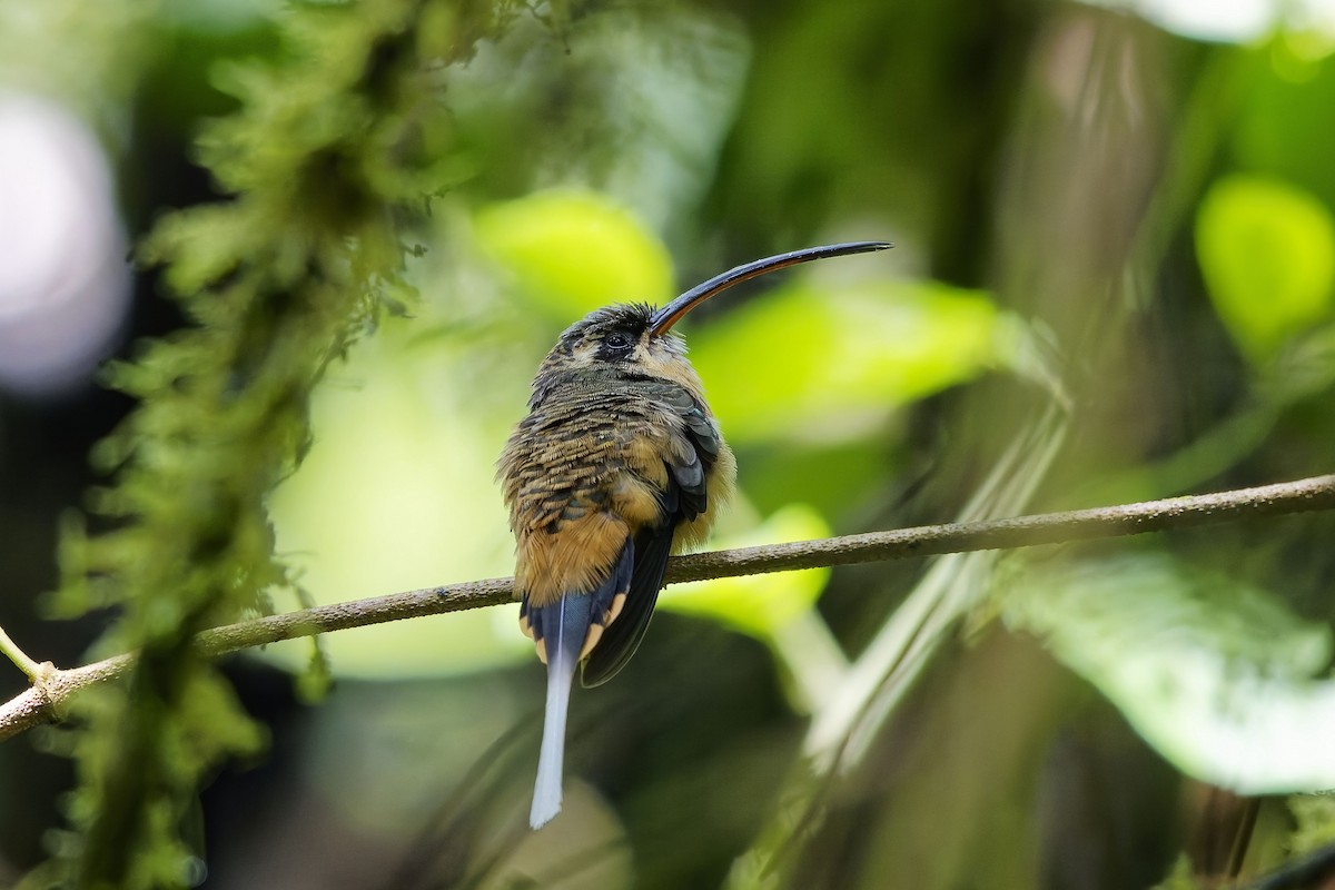 Orangebauch-Schattenkolibri - ML646909547