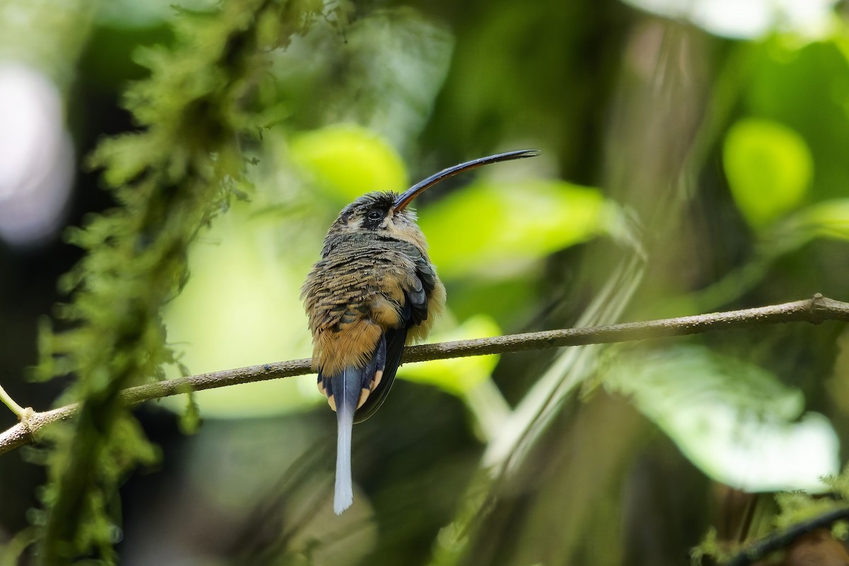 Orangebauch-Schattenkolibri - ML646909548