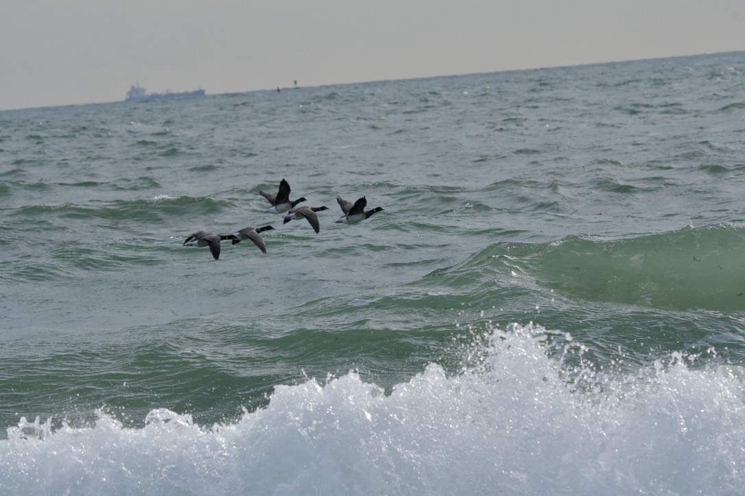 Ringelgans - ML646909553