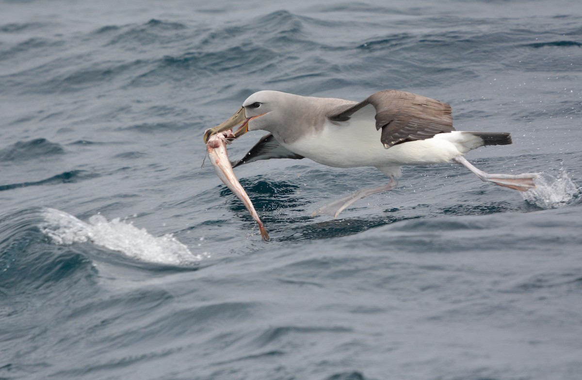 サルビンアホウドリ - ML646909555