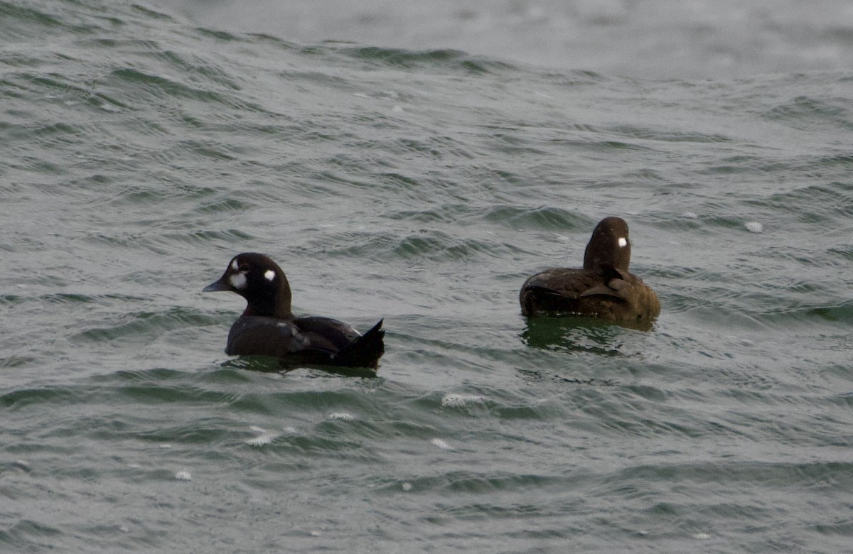 Kragenente - ML646909556