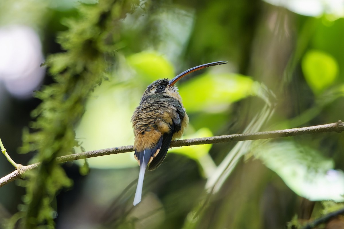 Orangebauch-Schattenkolibri - ML646909557