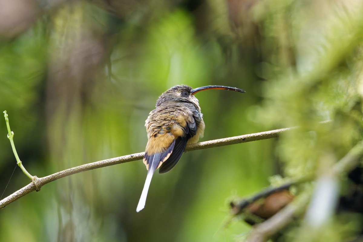 Orangebauch-Schattenkolibri - ML646909558