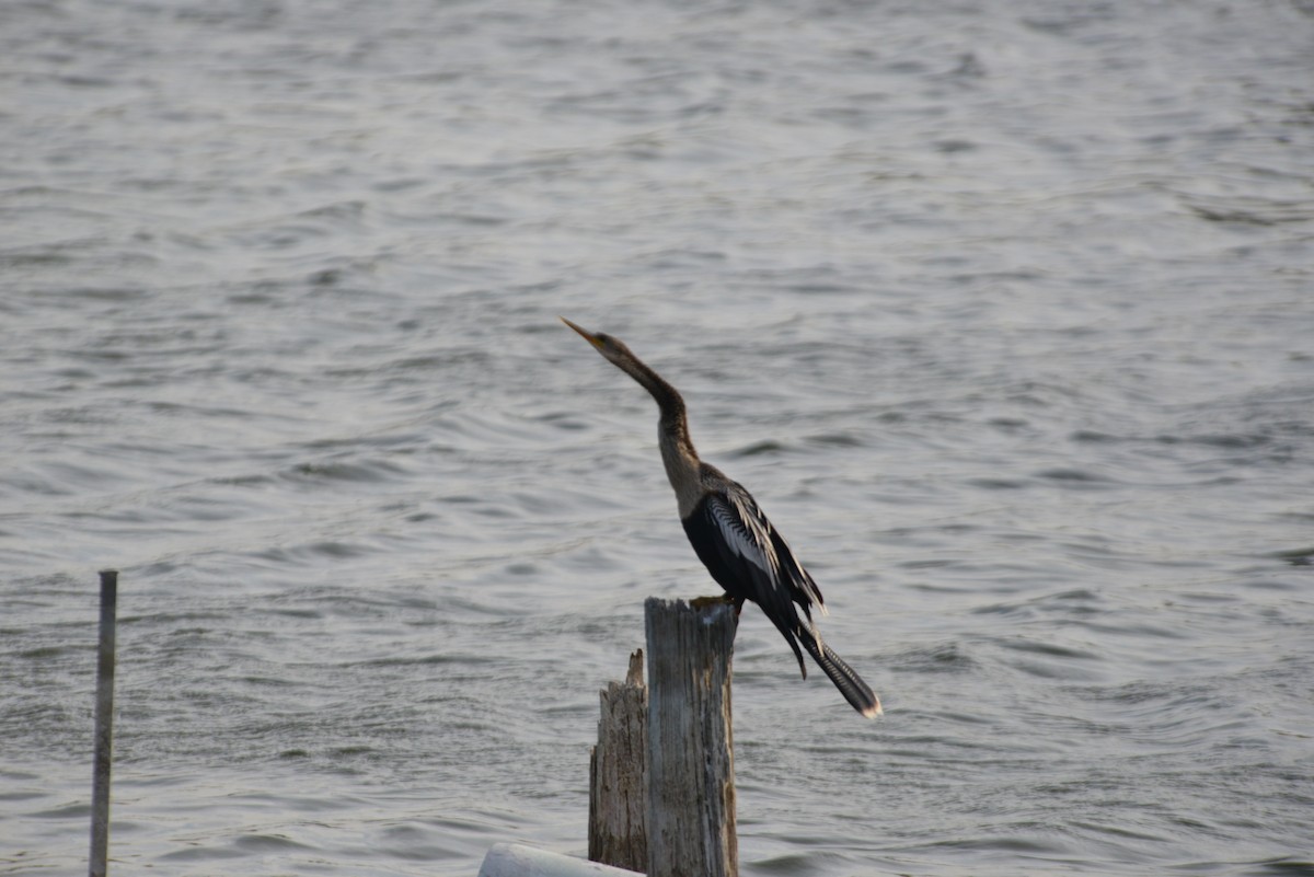 Amerika-Schlangenhalsvogel - ML646909559