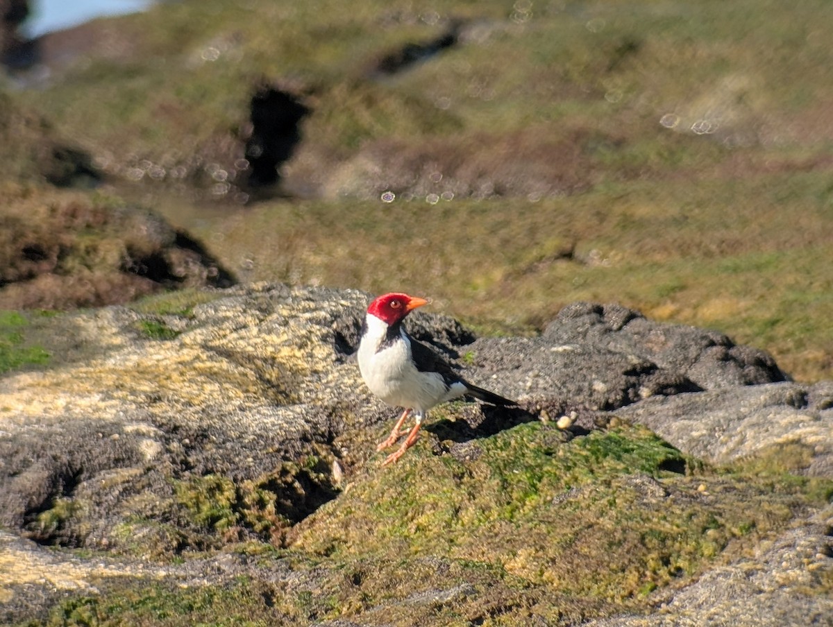 Yellow-billed Cardinal - ML646909560