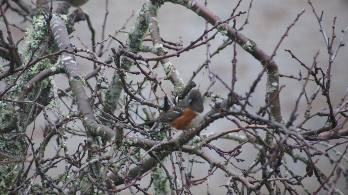 Spotted Towhee - ML646909561