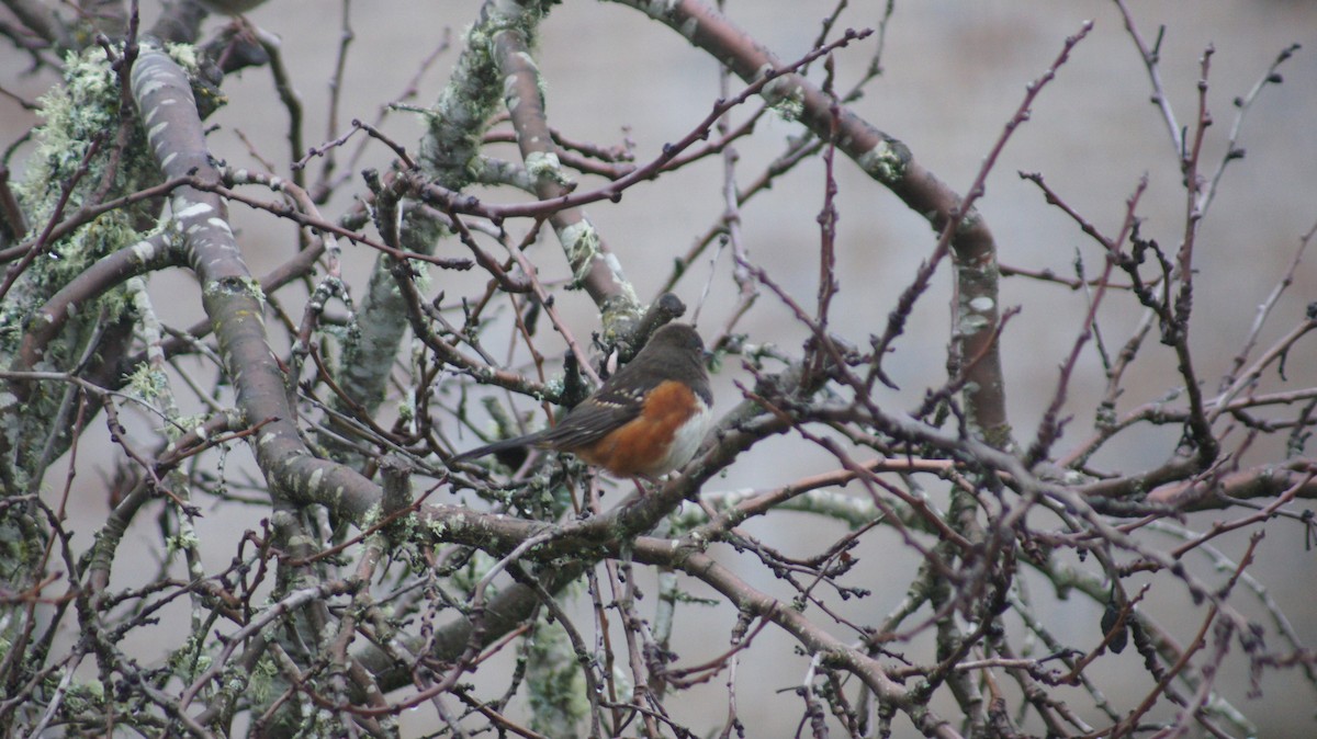 Spotted Towhee - ML646909562