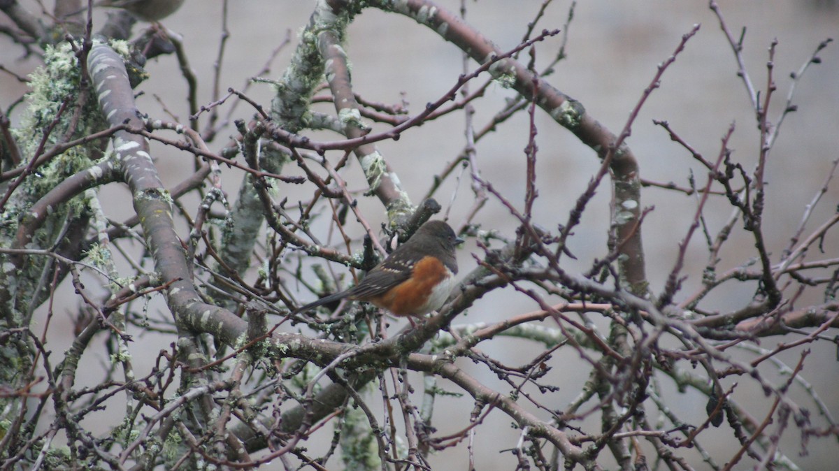 Spotted Towhee - ML646909563