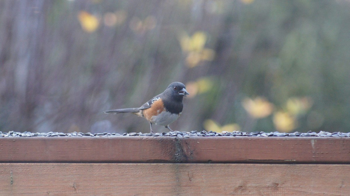 Spotted Towhee - ML646909564