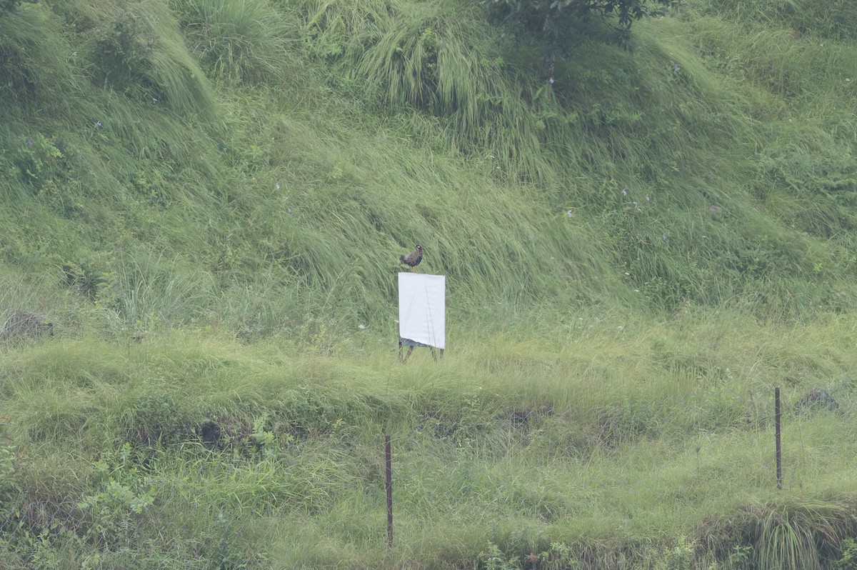 Black Francolin - ML646909572