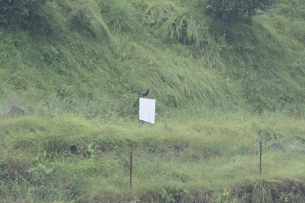 Black Francolin - ML646909573