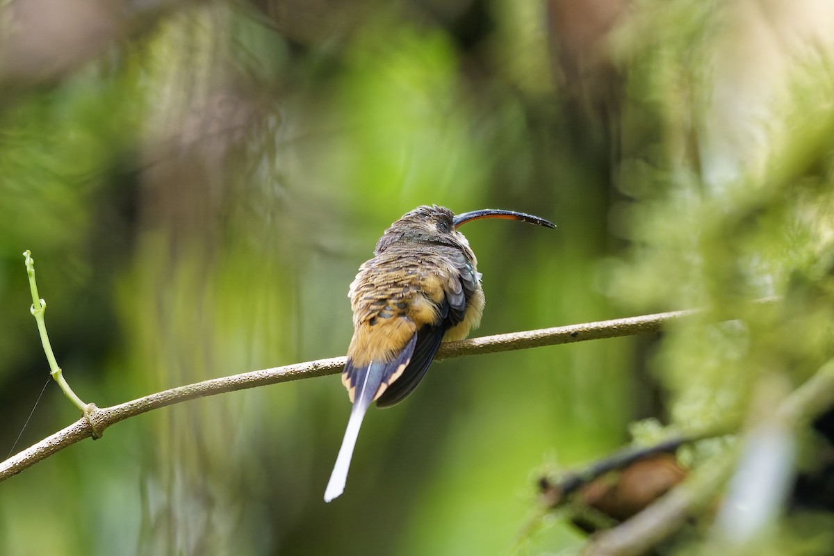 Orangebauch-Schattenkolibri - ML646909575