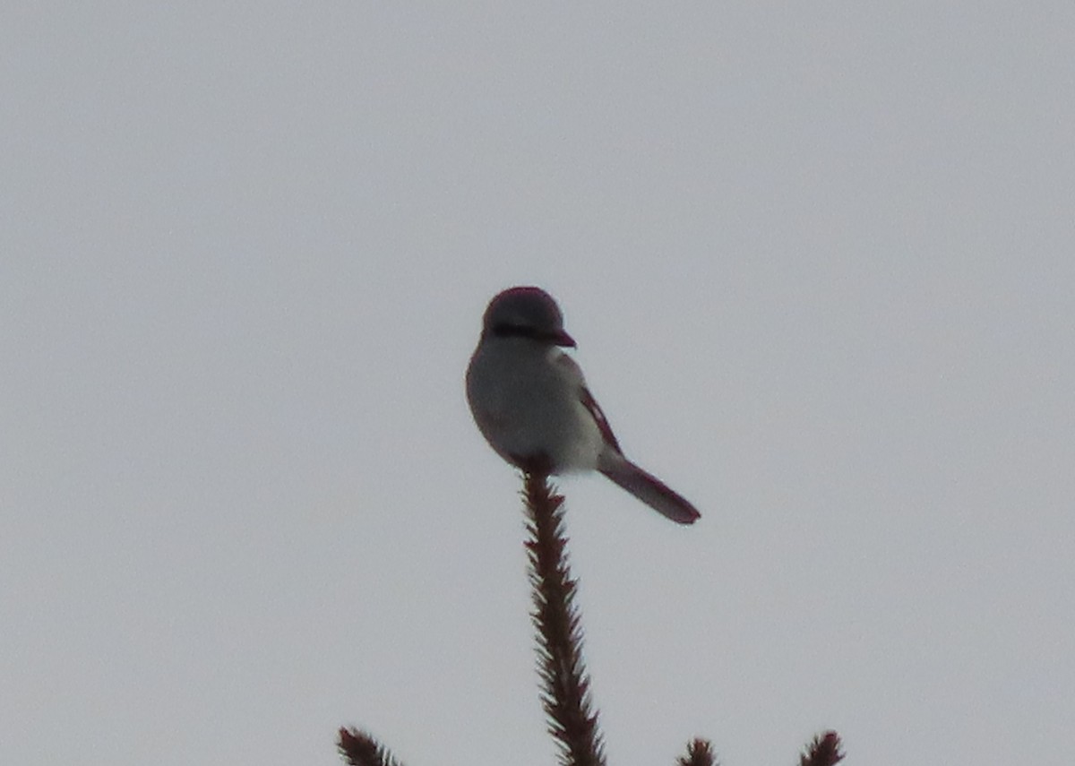 ťuhýk severní - ML646909578