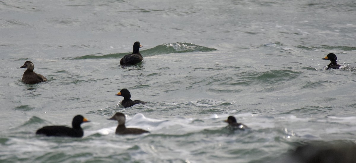 Pazifiktrauerente - ML646909579