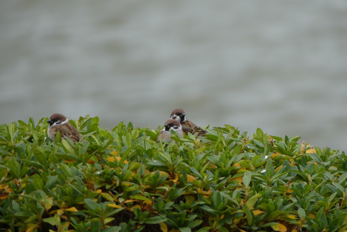 麻雀 - ML646909580