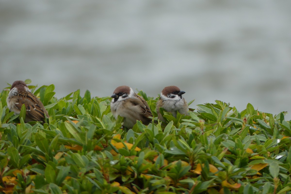 麻雀 - ML646909581