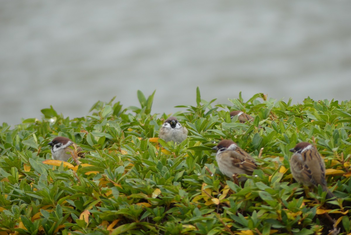 麻雀 - ML646909582