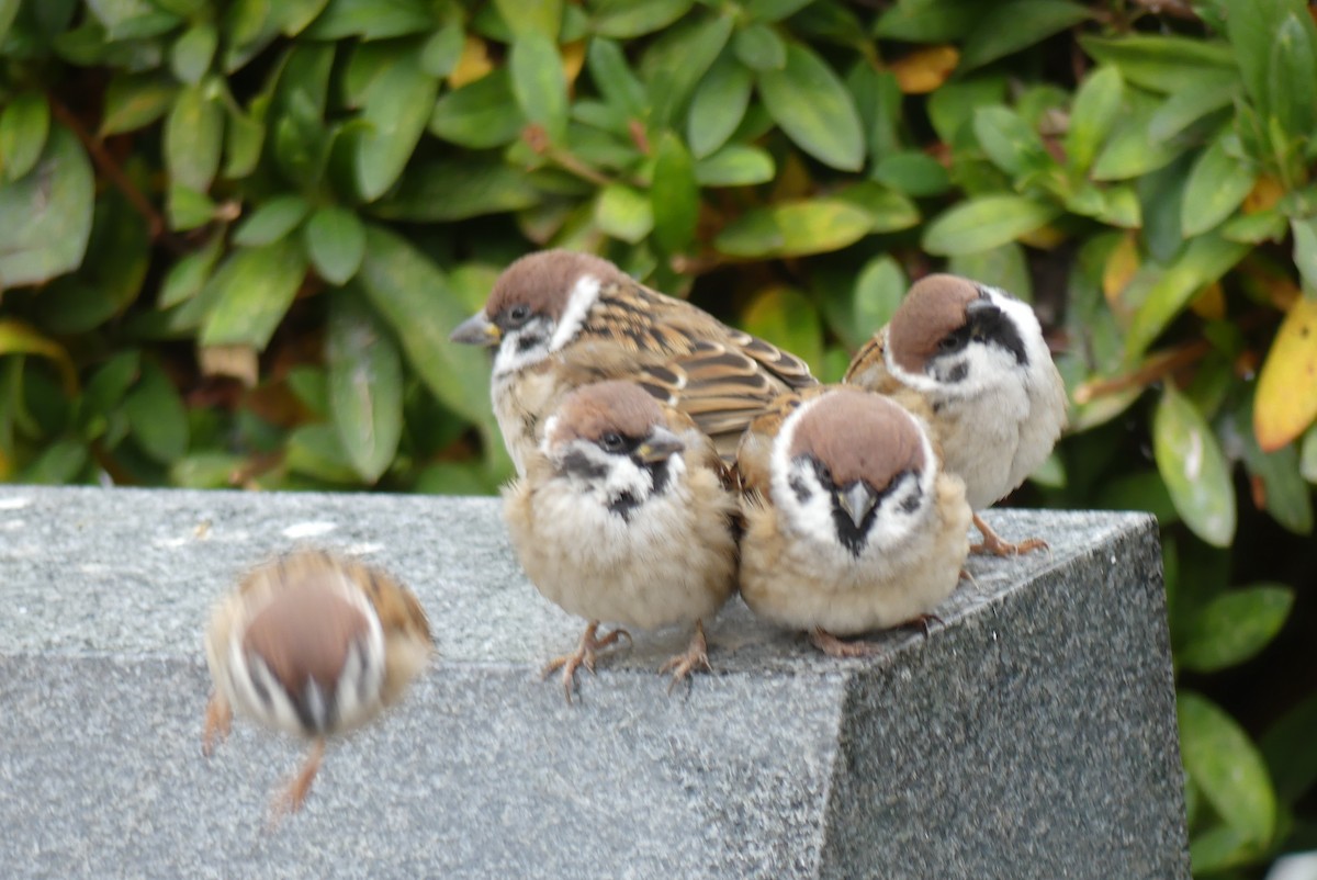 麻雀 - ML646909583