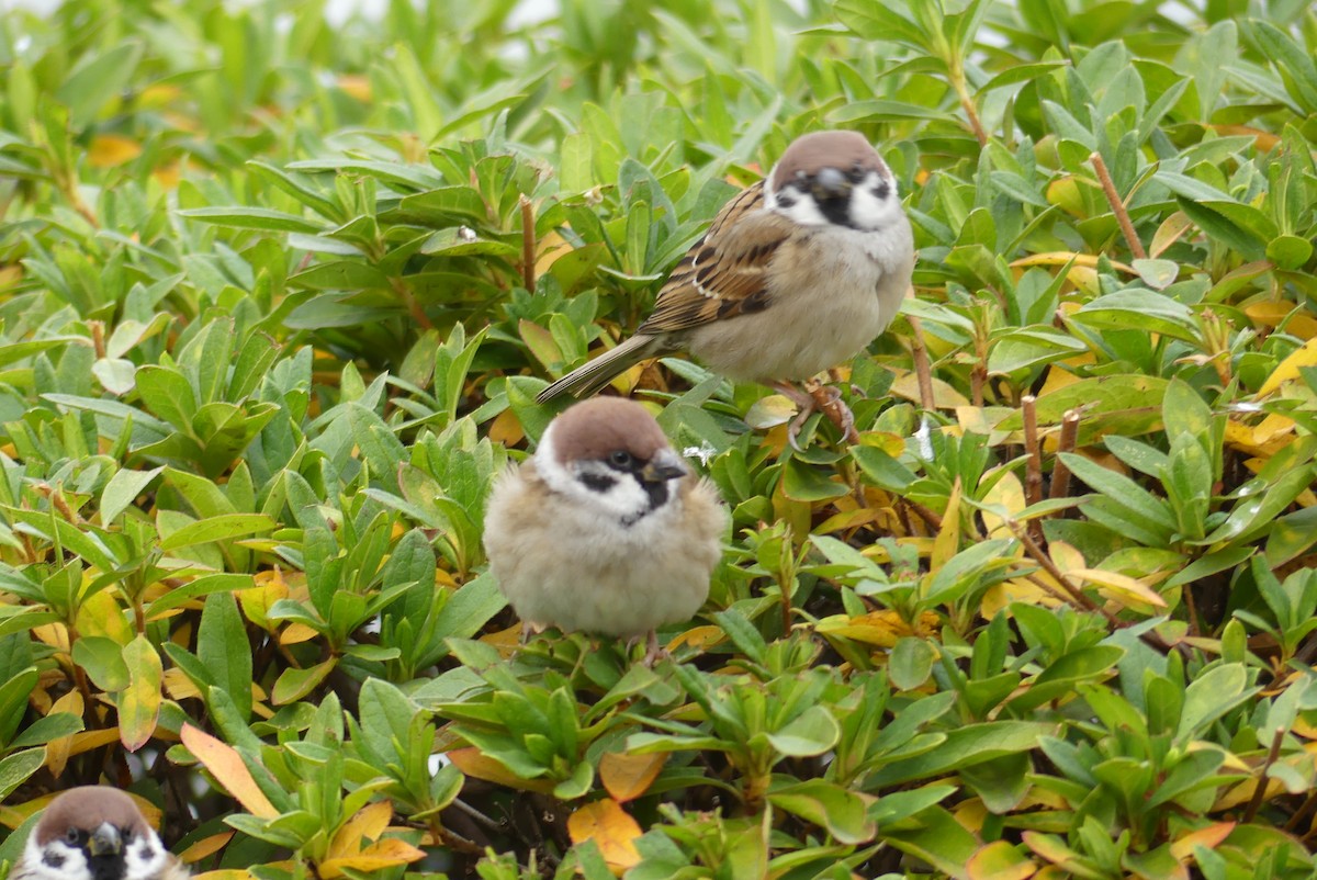 麻雀 - ML646909584