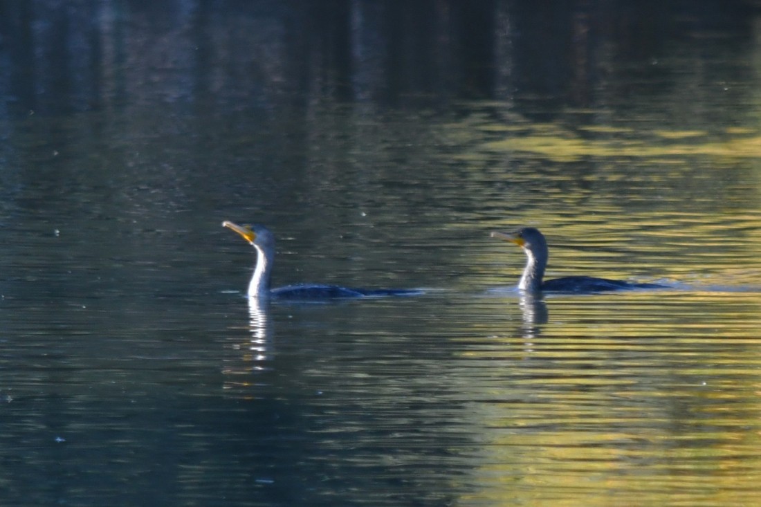 totoppskarv - ML646909587