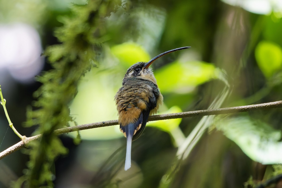 Orangebauch-Schattenkolibri - ML646909589