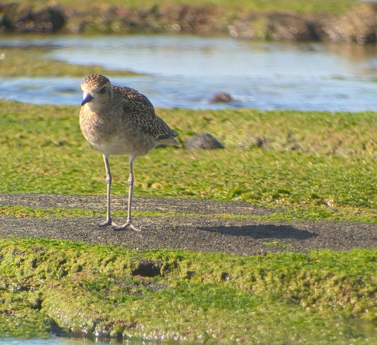 Pacific Golden-Plover - ML646909591