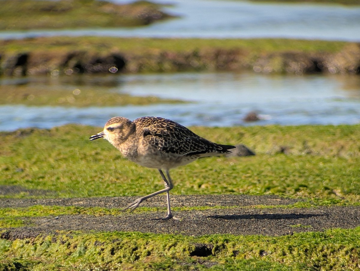 Pacific Golden-Plover - ML646909592