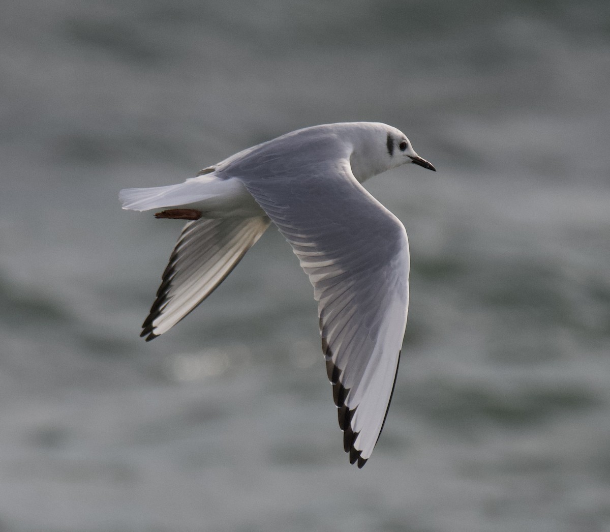 Bonapartemöwe - ML646909594