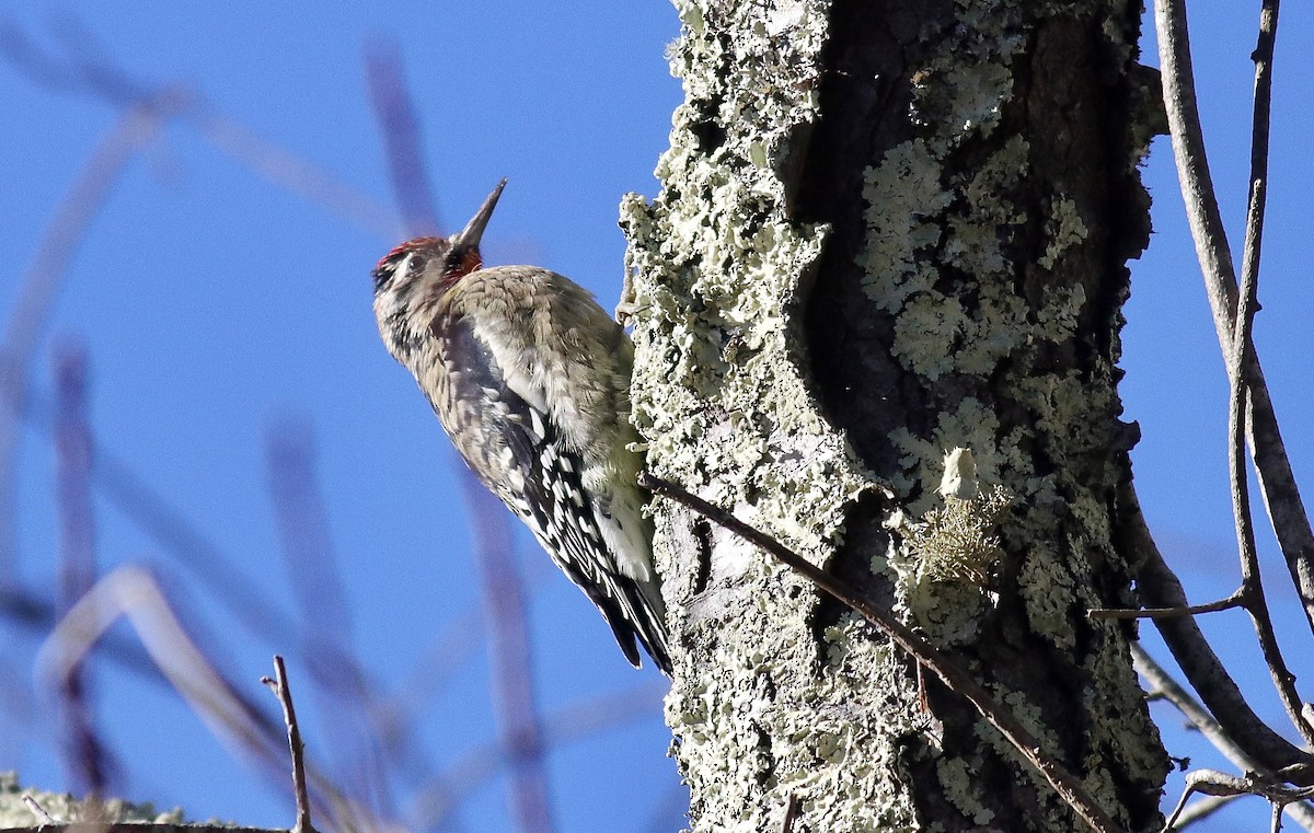 Yellow-bellied Sapsucker - ML646909596