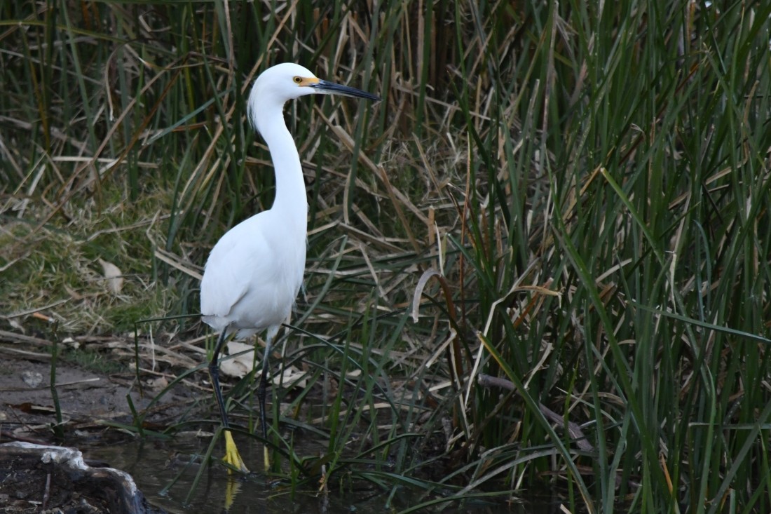 snøhegre - ML646909597