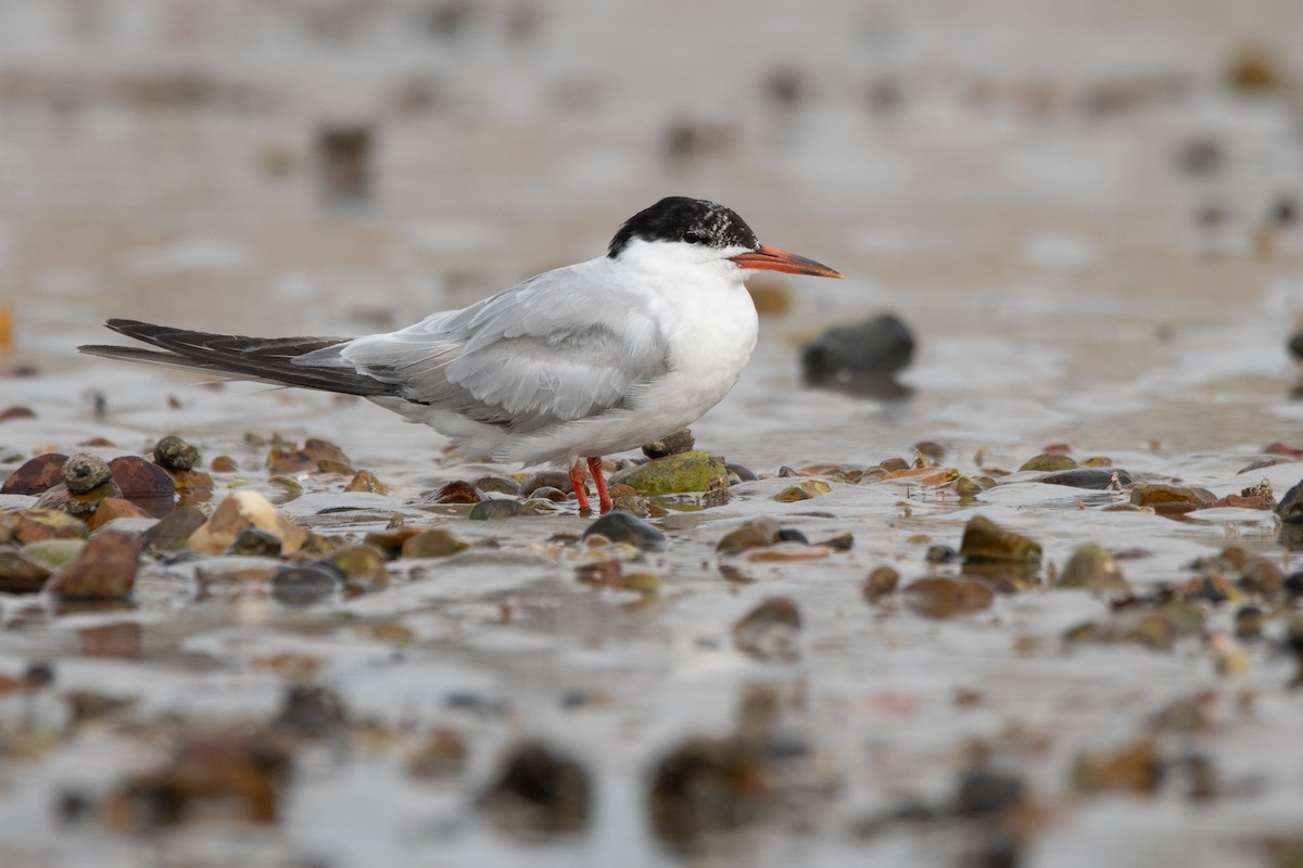 燕鷗 - ML646909609