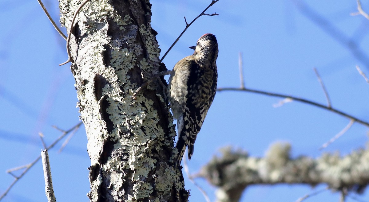 Yellow-bellied Sapsucker - ML646909610