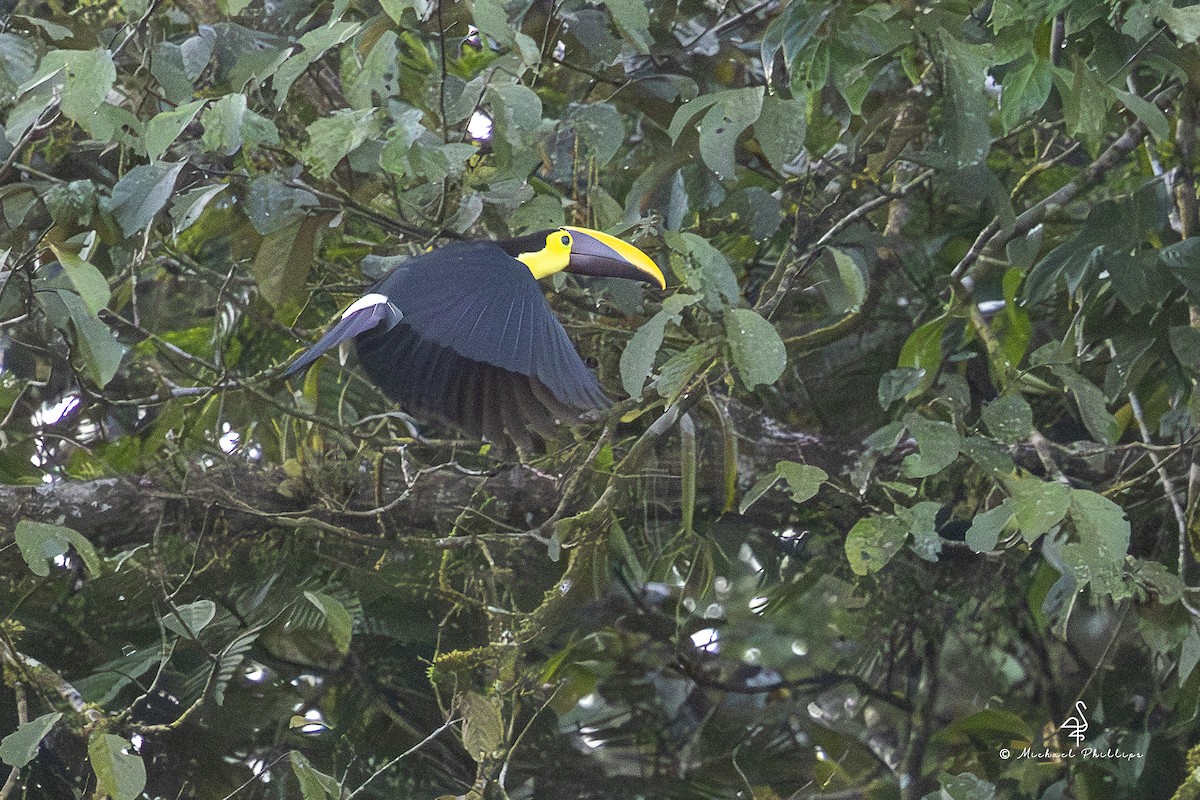 Тукан жовтошиїй - ML646909611