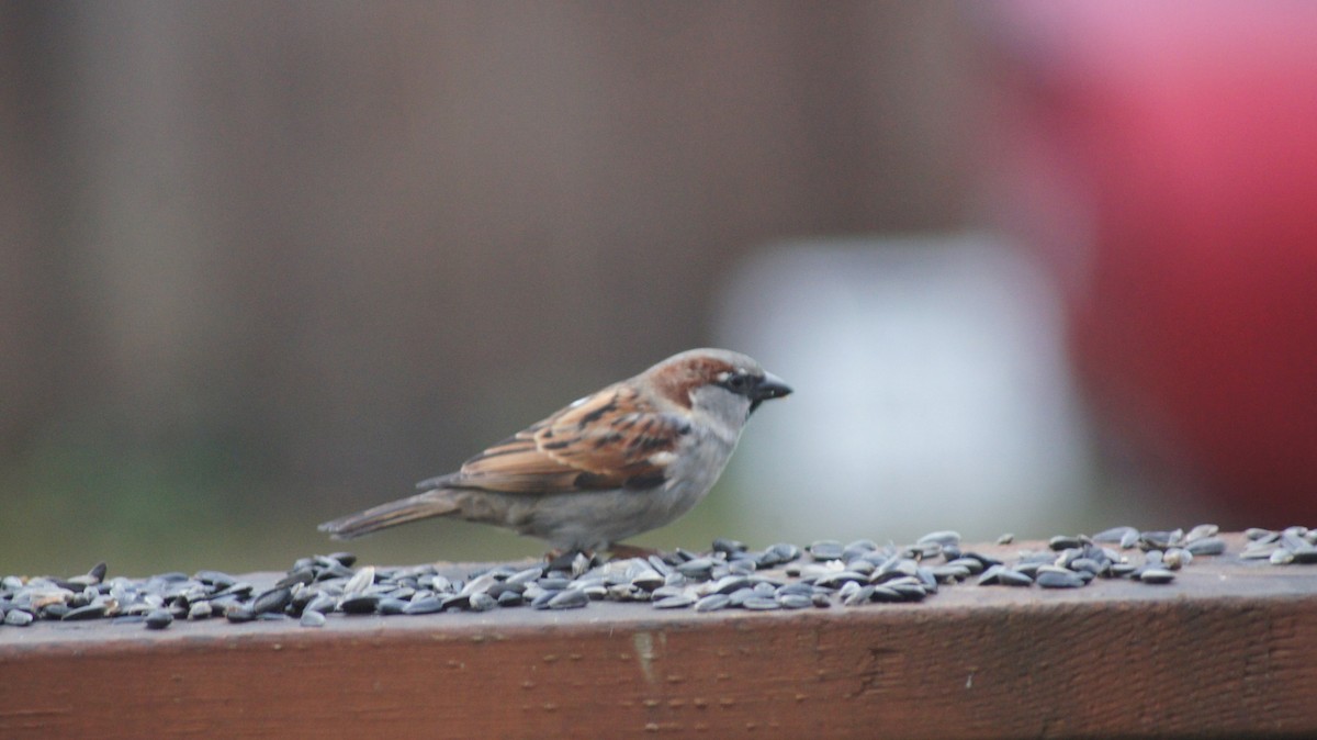House Sparrow - ML646909612