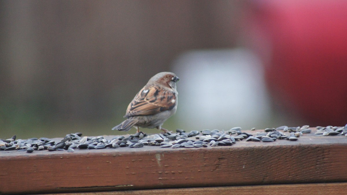 House Sparrow - ML646909613