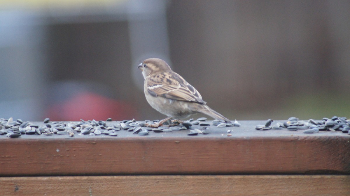 House Sparrow - ML646909614