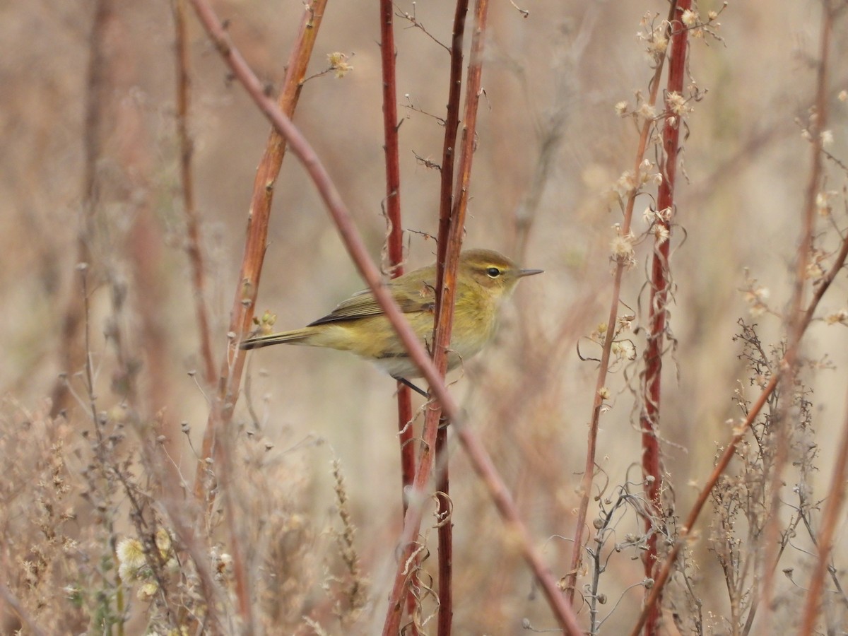 Zilpzalp - ML646909616