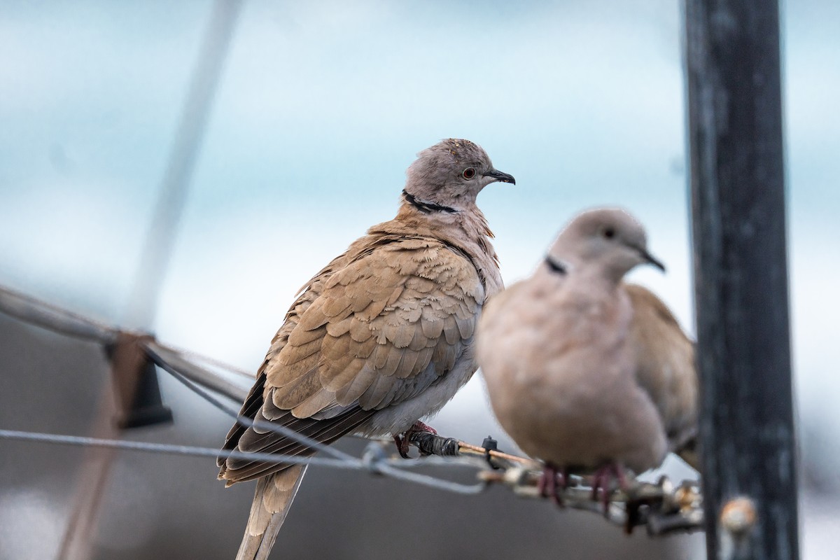 シラコバト - ML646909617