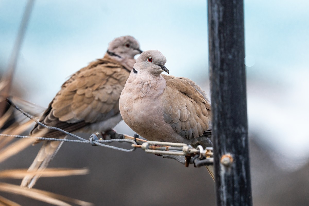 シラコバト - ML646909619