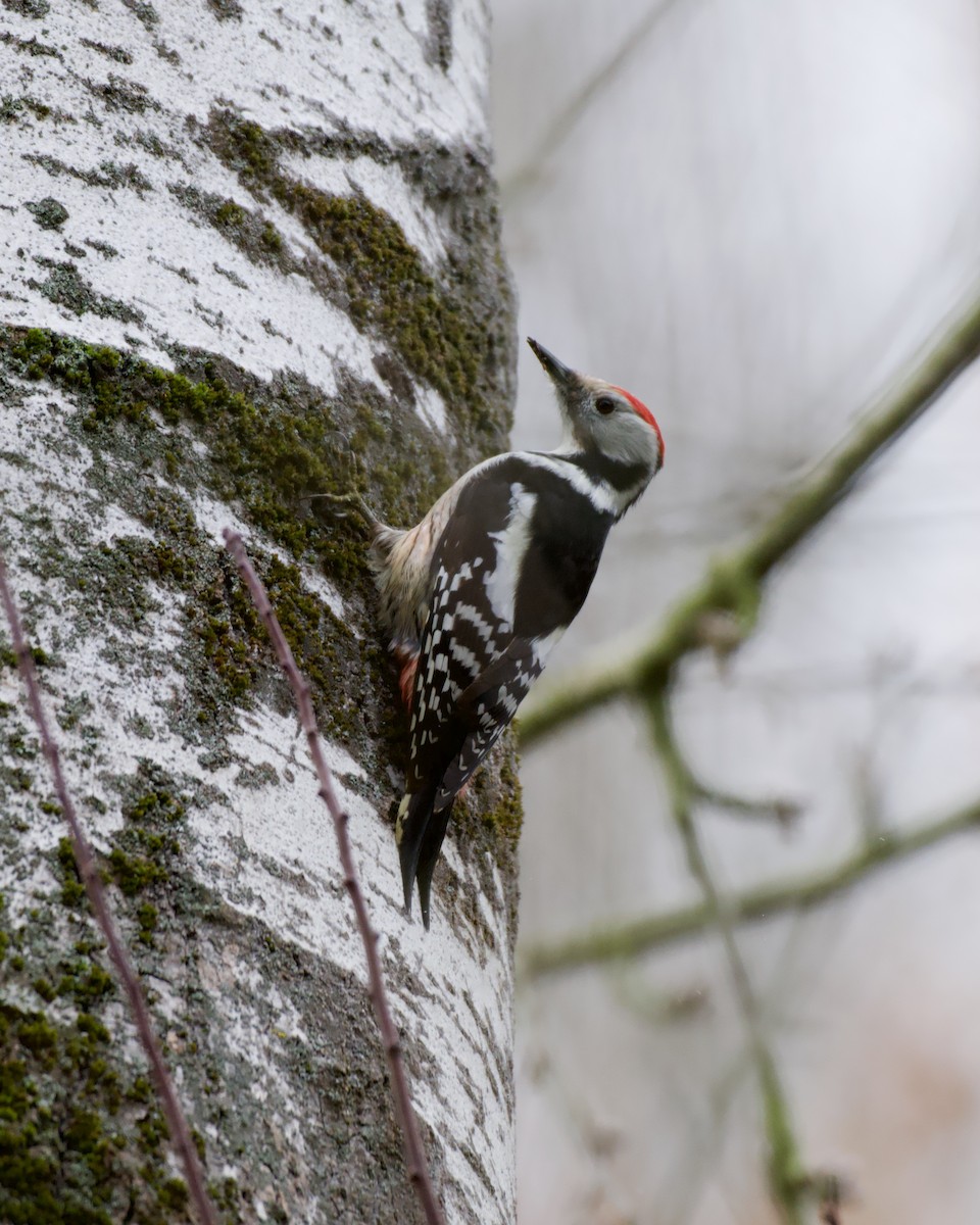Middle Spotted Woodpecker - ML646909620