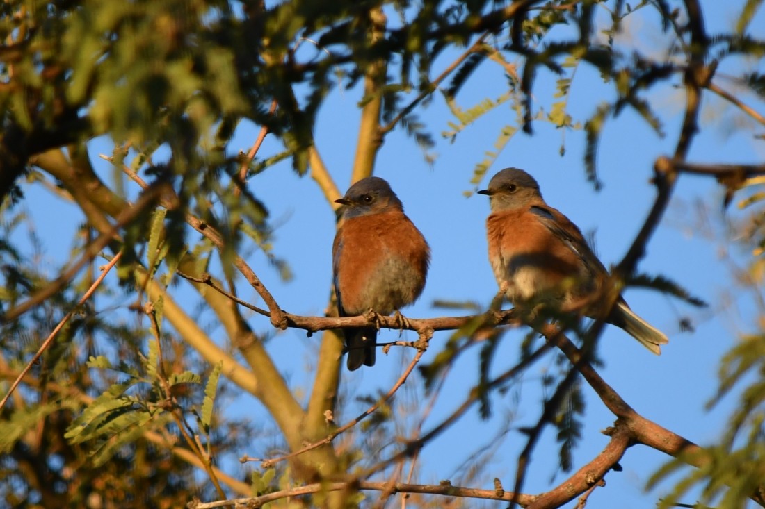 vestblåfugl - ML646909622