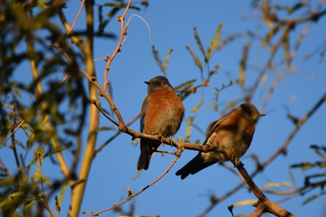 vestblåfugl - ML646909623