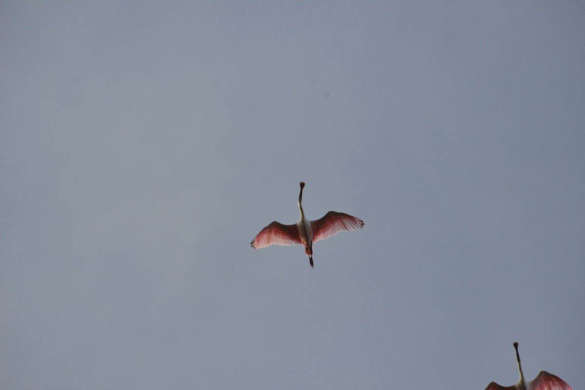 Rosalöffler - ML646909624